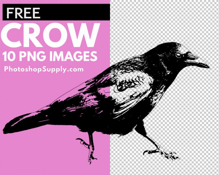 crow brush photoshop free download